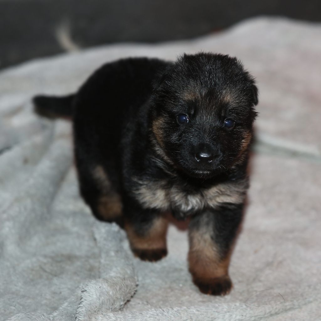 de L'Etang des Imperiaux - Chiot disponible  - Berger Allemand