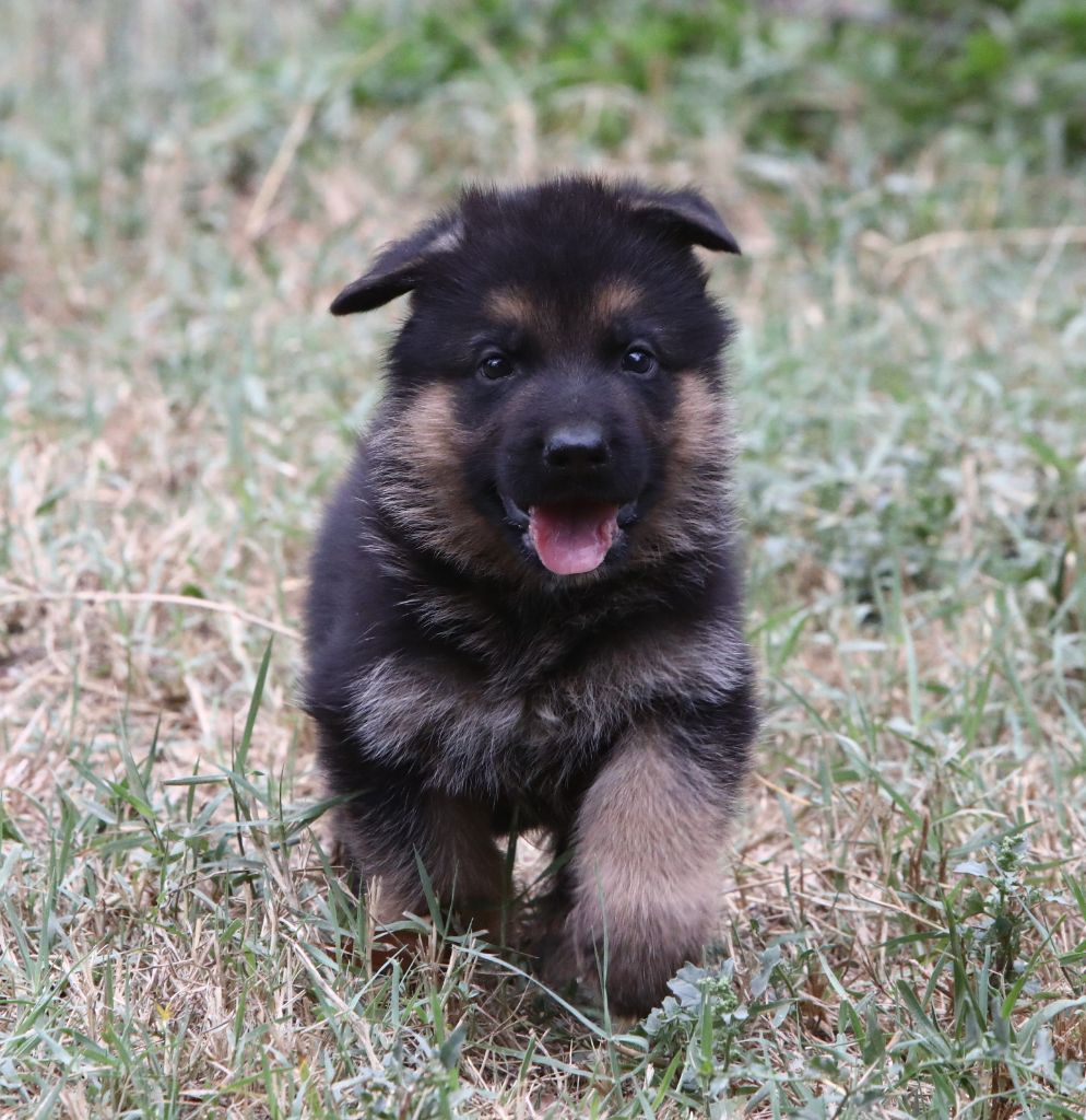 de L'Etang des Imperiaux - Chiot disponible  - Berger Allemand