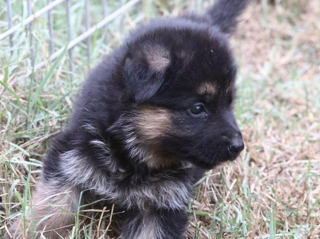 de L'Etang des Imperiaux - Chiot disponible  - Berger Allemand