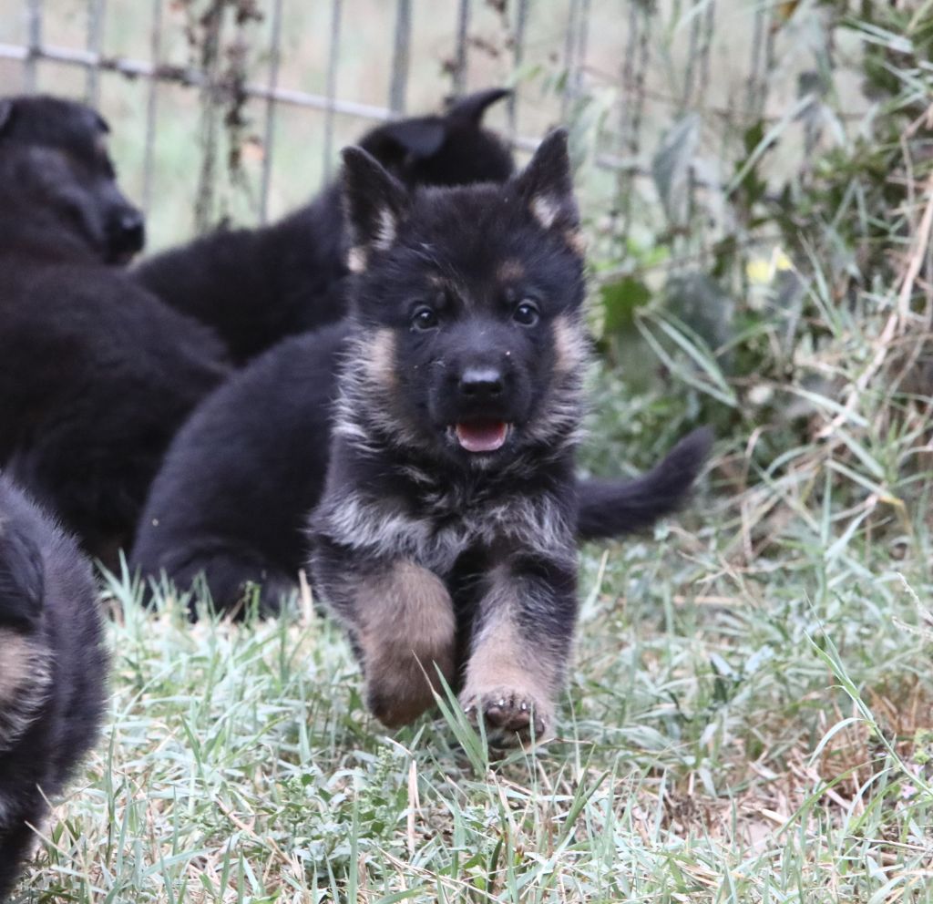 de L'Etang des Imperiaux - Chiot disponible  - Berger Allemand