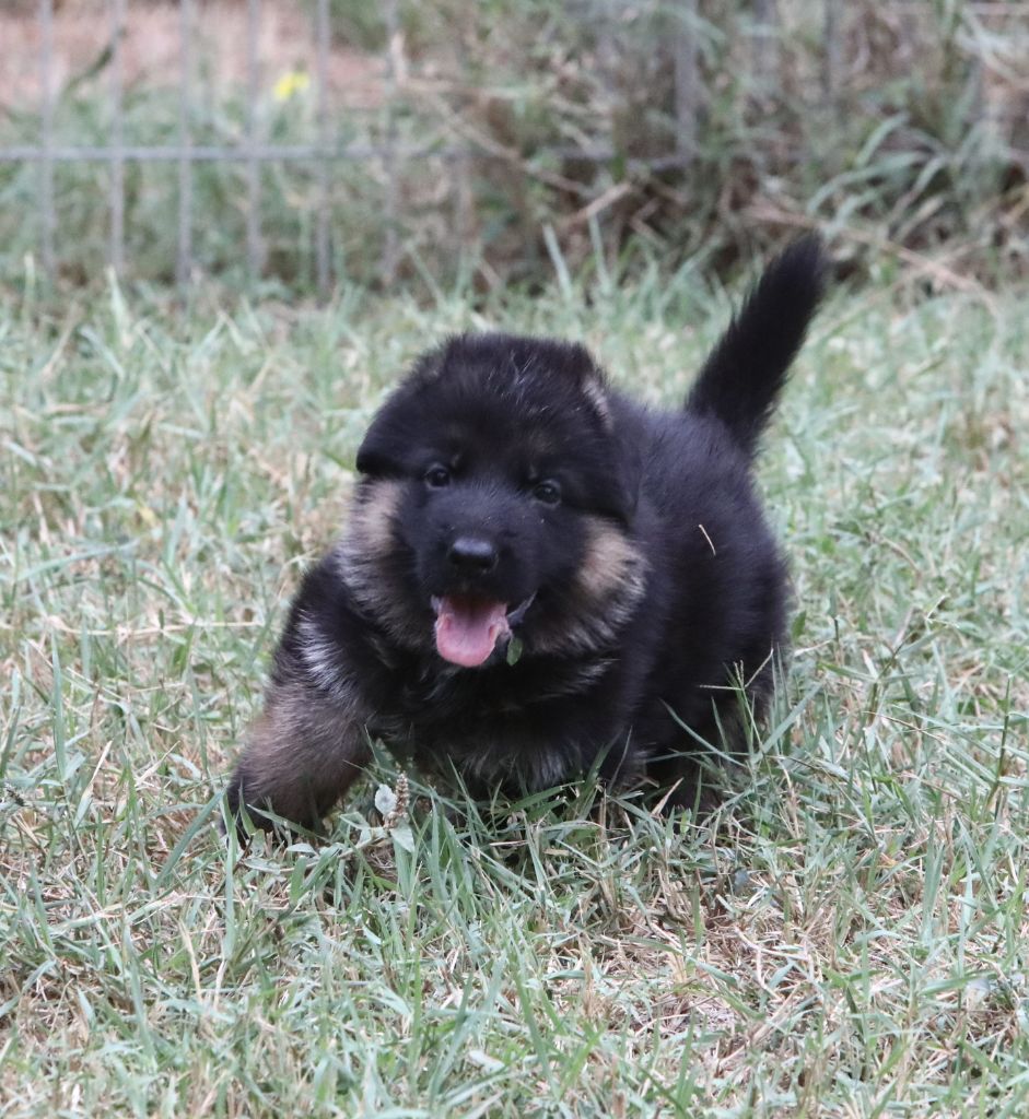 de L'Etang des Imperiaux - Chiot disponible  - Berger Allemand