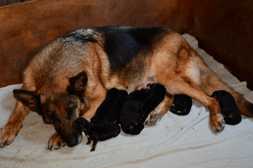 chiot Berger Allemand de L'Etang des Imperiaux