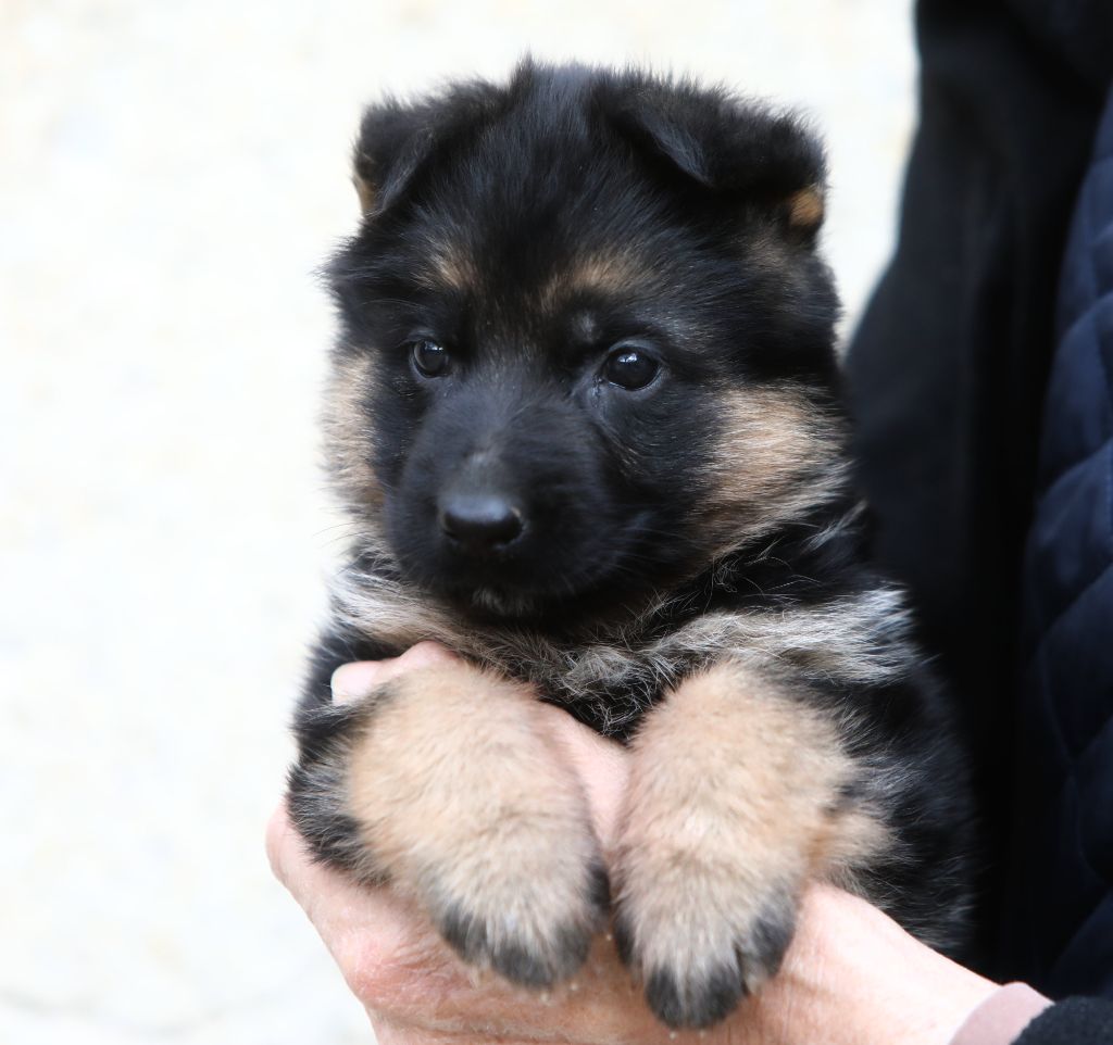 de L'Etang des Imperiaux - Chiot disponible  - Berger Allemand