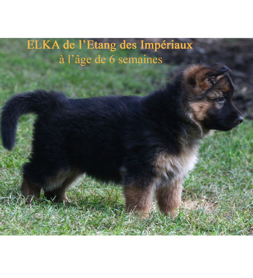 Chiots