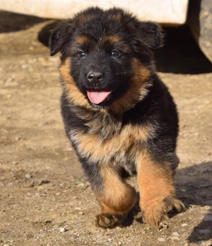 CHIOT
