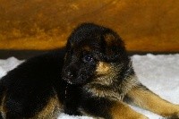 CHIOT