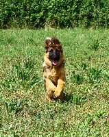 CHIOT